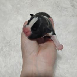 Steve - Blue male Boston Terrier puppy in Catawba, North Carolina from Lil Wiggles Boston Terriers