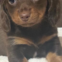 Luna - Chocolate and tan female Dachshund puppy in Hardy, Arkansas from Tracy's Dachshunds