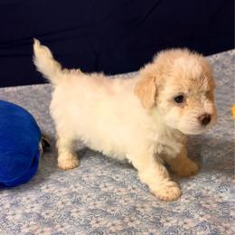 Coco-white collar - White and cream female Bichon Frise puppy in East Carondelet, (St Louis Metropolitan Area), Illinois from BichonSTL