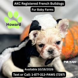 Howard - White male French Bulldog puppy in Michigan from Fur Baby Farms