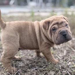 Jagger - Brown sable male Chinese Shar-Pei puppy in Lehigh Acres, Florida from Florida Wrinkles
