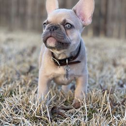French Bulldog Puppies from Battle Born French Bulldogs