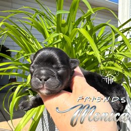 Friends Monica - Black and tan French Bulldog puppy in Salem, Oregon from Toy House Frenchies