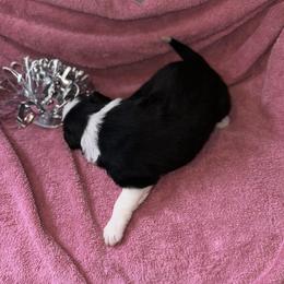Beauty - Black and white female Border Collie puppy in Henagar, Alabama from Ridge Kap Border Collies
