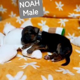 Noah Grey collar - Black and red male German Shepherd puppy in Bedias, Texas from TiPi S Ranch's German Shepherds
