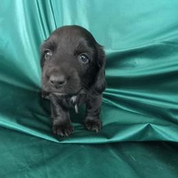 Ebony - Black female Dachshund puppy in Bigfork, Minnesota from Long Ears and Long Dogs Ranch