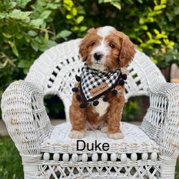 Green Male - Red  male Goldendoodle puppy in Springville, Utah from JW Doodles