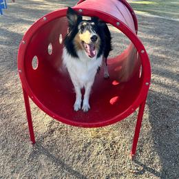 Pepper - Collie