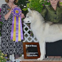 Siberian Huskies from Keahi Siberian Huskies