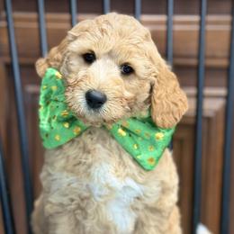 Mr. Green - Apricot male Australian Labradoodle puppy in Wake Forest, North Carolina from Lucky Country Labradoodles