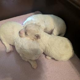 Bichon Frise Puppies from Jawoofski's Bichons