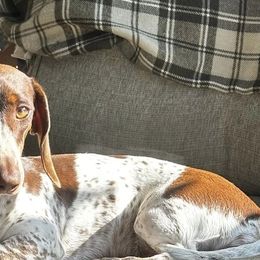 Bailee - Dachshund