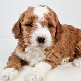 Amber - Red  female Goldendoodle puppy in Millersburg, Ohio from Ohio Puppy Paws