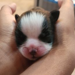 Annabelle - Black and white female Shih Tzu puppy in Kernersville, North Carolina from SweetTee's Shih Tzus LLC