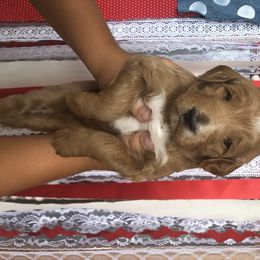 Goldendoodle Puppies from Dapper Doodles of Tennessee