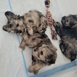 Miniature Schnauzer Puppies from Highland Schnauzer
