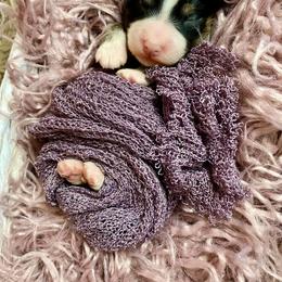 Bernedoodle and Cavapoo Puppies from Sugar Doodles Pups