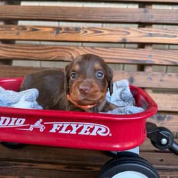 Bo-peep - Chocolate and tan female Dachshund puppy in South Willard, Utah from Doxies in the Sun
