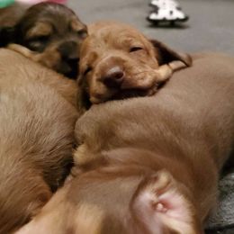 Dachshund Puppies from Tumbleweed Dachshunds