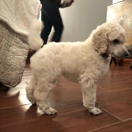 Poodle Puppies from D and D Standard Poodles
