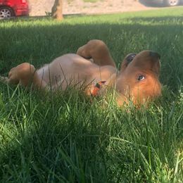 Labrador Retriever Puppies from East Coast Labradors