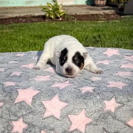 Maroon - Blue speckled female Australian Cattle Dog puppy in Spokane, Washington from 4D Cattle Dogs