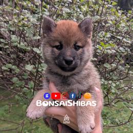 KIMCHI - Red female Shiba Inu puppy in Minnesota from BonsaiShibas
