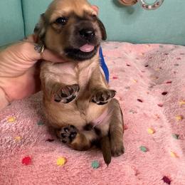 Blue collar - Wild boar and cream male Dachshund puppy in Live Oak, Florida from The Weenie Herd Mom