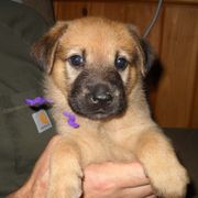 Chinook Puppies from Forever Greene Chinooks