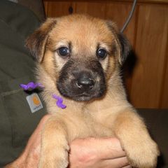 Chinook Puppies from Forever Greene Chinooks