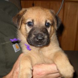Chinook Puppies from Forever Greene Chinooks