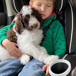 Aussiedoodle, Double Doodle, Goldendoodle, and Poodle Puppies from Hope’s Doodles