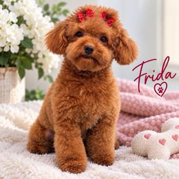 Frida - Poodle