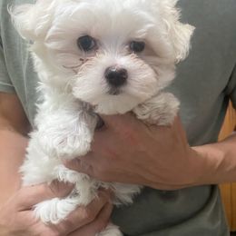 Phoebe - White female Maltese puppy in Polo, Missouri from Purely Maltese