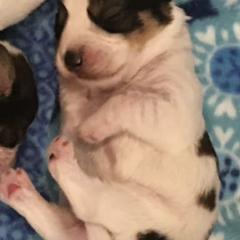 Petit Basset Griffon Vendeens from Sun Peak PBGVs