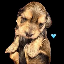 AKC Ch Sired Cream Male - Cream male Dachshund puppy in Medina, Ohio from STORIED DOXIES