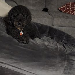 Poodles from Lesia Cecil-Ide's Poodles