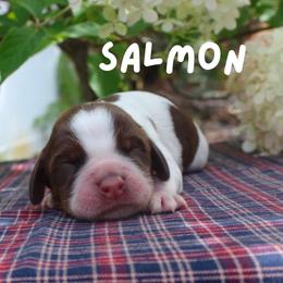 Salmon - Liver white and tan female English Springer Spaniel puppy in Barnstead, New Hampshire from C & S Farms