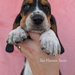 Granger - Black white and brown male Basset Hound puppy in Pilot Rock, Oregon from Blue Mountain Bassets
