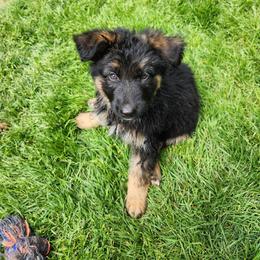 Yellow Girl - Black and red female German Shepherd puppy in Longview, Washington from Bunkerhill Shepherds