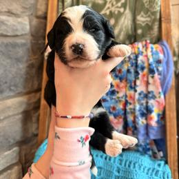 Rocky - Black and white male Bernedoodle puppy in Fort Meade, Florida from Baldwin Dood Ranch