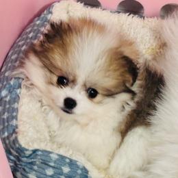 AKC Sable Parti Boy - Cream sable parti male Pomeranian puppy in Douglas, Massachusetts from Country Oak Poms LLC