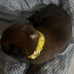 Yellow boy - Fawn Boxer puppy in Center Hill, Florida from Rogers Farm’s Beloved Boxers