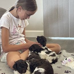 Lagotto Romagnolo Puppies from Anna’s Lagottos