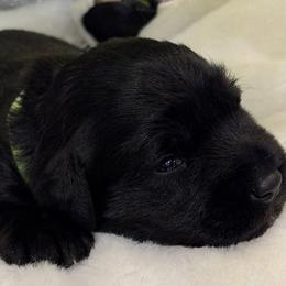 Seraphina - Black female Miniature Schnauzer puppy in Bullard, Texas from Black Gold Miniature Schnauzers
