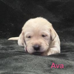 Ava - Yellow female Labrador Retriever puppy in Tigard, Oregon from Morrison Labrador Retreivers