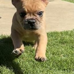 Potato - Fawn male French Bulldog puppy in Iron Station, North Carolina from Kayser Farm