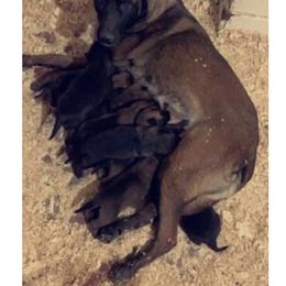Belgian Malinois, Bull Terrier, and Dutch Shepherd Puppies from ROSC K9