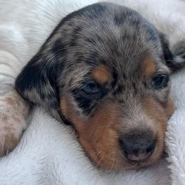 Dachshunds from Daschund Pups