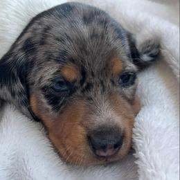 Dachshunds from Daschund Pups